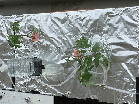 水耕栽培　ペットボトル　Hydroponic Gardening