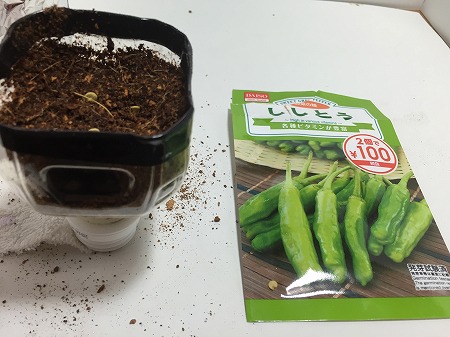 ししとう　 a variety of green pepper　種まき