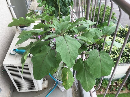 茄子　ナス　eggplant　種まき