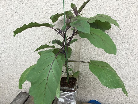 茄子　ナス　eggplant　種まき