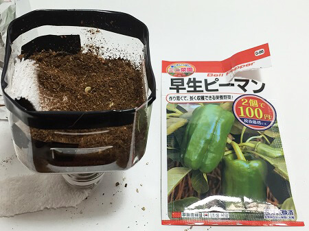 　ピーマン　green pepper　青椒　種まき