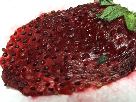 イチゴ　Strawberry　種　育てる