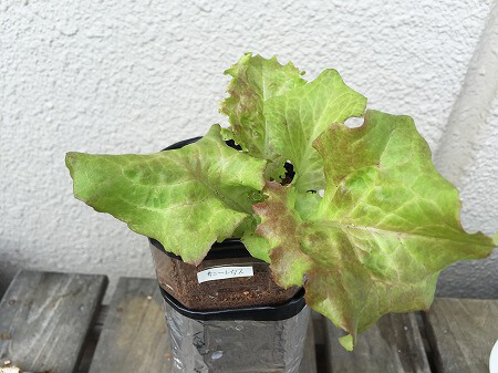サニーレタス　Red leaf lettuce　種まき