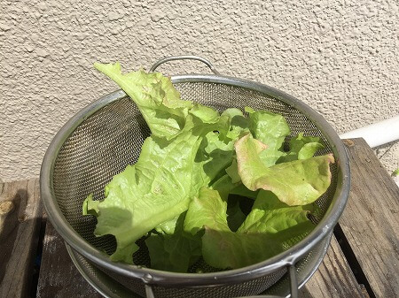 サニーレタス　Red leaf lettuce 収穫
