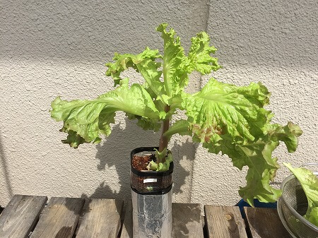 サニーレタス　Red leaf lettuce  葉