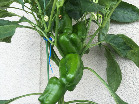  ピーマン　green pepper　青椒　収穫
