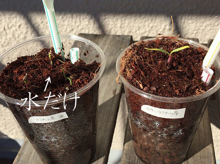 肥料実験　家庭菜園　Germination experiment