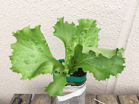 レタス　lettuce 水耕栽培