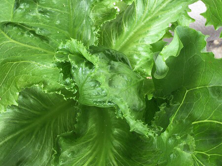 レタス　lettuce 水耕栽培
