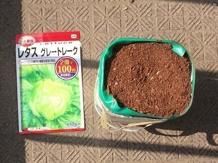 レタス　種まき
lettuce　　