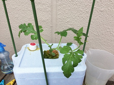 小玉スイカ　 Small watermelon　水耕栽培　