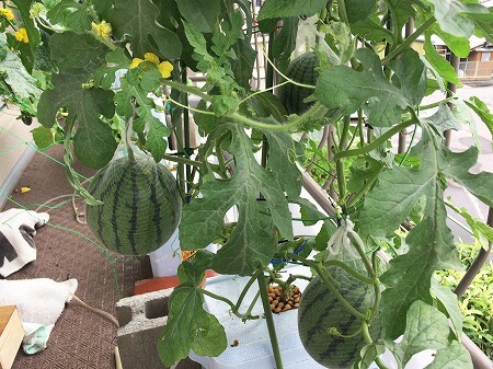 小玉スイカ　Small watermelon 水耕栽培