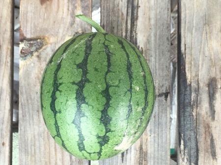 小玉スイカ　Small watermelon 水耕栽培