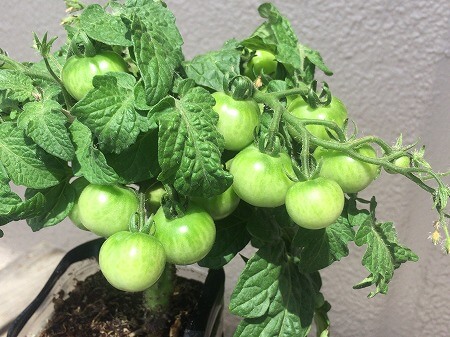 レジナ　水耕栽培　ミニトマト　種まき Cherry tomato