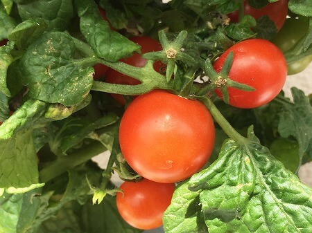 レジナ　水耕栽培　ミニトマト　種まき Cherry tomato