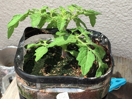 レジナ　水耕栽培　ミニトマト　種まき Cherry tomato　