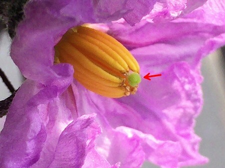 茄子　ナス　eggplant　花