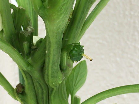  ピーマン　green pepper　青椒　収穫