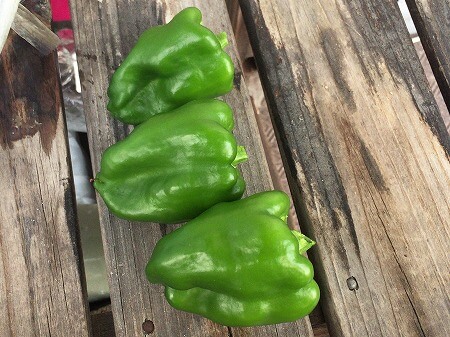  ピーマン　green pepper　青椒 種まき