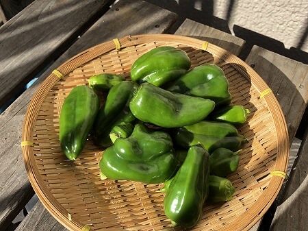　ピーマン　green pepper　青椒　種まき