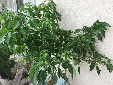ししとう　 a variety of green pepper　水耕栽培　ポンプ式 種まき
