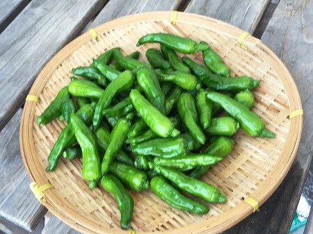 ししとう　 a variety of green pepper　水耕栽培　ポンプ式 種まき