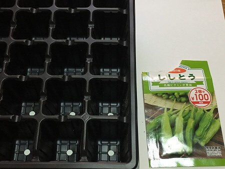 ししとう　 a variety of green pepper　水耕栽培　ポンプ式　