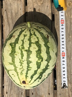 くろべスイカ　入善ジャンボ西瓜　
Japan big watermelon　西瓜