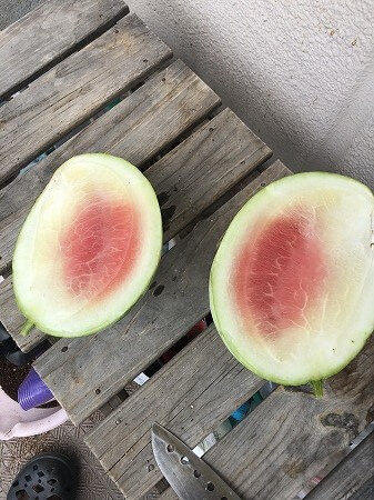 くろべスイカ　入善ジャンボ西瓜　
Japan big watermelon　西瓜