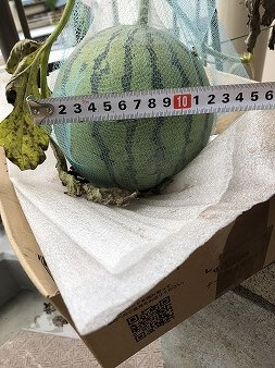 スイカ　夏武輝　
Japan  watermelon　西瓜　発芽