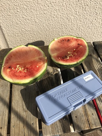 スイカ　夏武輝　
Japan  watermelon　西瓜　発芽