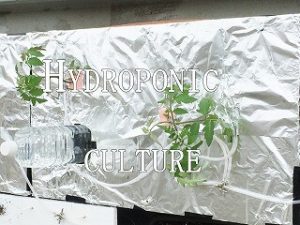  Hydroponic culture　 Japanese home garden