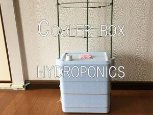 Japanese home garden、　healthiest vegetables、veggies、 Cooler box hydroponic culture、Hydroponic tool、Hydroponics self-made