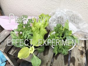 Japanese home garden、　healthiest vegetables、veggies、Pink vinyl house effect experiment、 Wavelength of light vegetables、