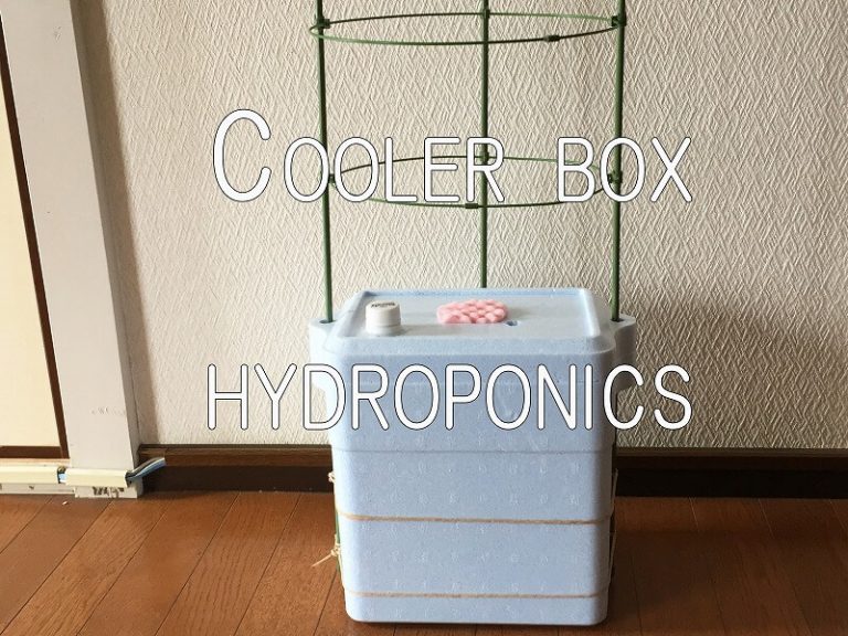  Japanese home garden、　healthiest vegetables、veggies、 Cooler box hydroponic culture、Hydroponic tool、Hydroponics self-made