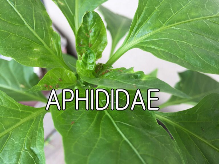  Japanese home garden、　healthiest vegetables、veggies、aphididae 、 measures、 Aphid,  countermeasure, extermination, parasitism, type, insect repellent,