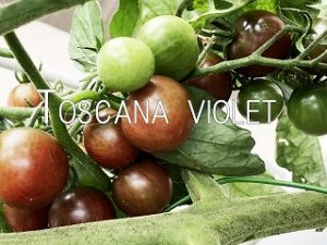   Japanese home garden、　healthiest vegetables、veggies、Cherry tomato、Baby tomato、Salad tomato、plum tomatoes、Toscana violet、