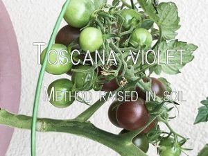  Japanese home garden、　healthiest vegetables、veggies、Cherry tomato、Baby tomato、Salad tomato、plum tomato、Toscana violet、