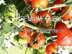  Japanese home garden、　healthiest vegetables、veggies、Cherry tomato、Baby tomato、Salad tomato、plum tomato、Premium ruby　（Cherry tomato）、