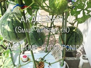  Japanese home garden、　healthiest vegetables、  watermelon、hydroponics、Small watermelon、