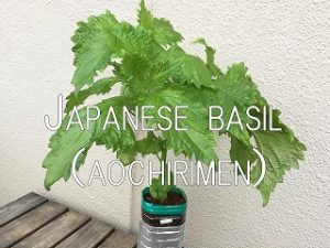   Japanese home garden、　healthiest vegetables、shiso、veggies、 Japanese basil、perilla、Japanese herb、