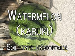 Japanese home garden、　healthiest vegetables、  watermelon、hydroponics、