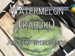 Japanese home garden、　healthiest vegetables、  watermelon、hydroponics、