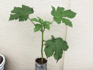  Okra cultivation method Hydroponics