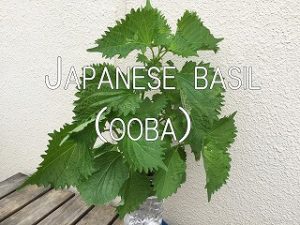 Japanese basil katei2