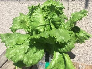  Japanese home garden、　healthiest vegetables、veggies、lettuce 、