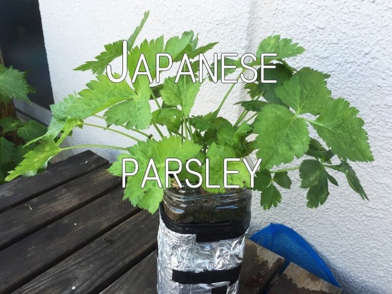 Japanese Parsley Katei2