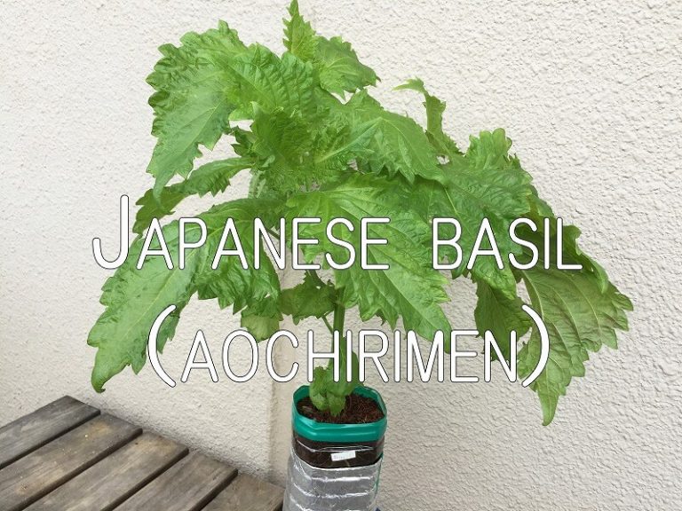   Japanese home garden、　healthiest vegetables、shiso、veggies、 Japanese basil、perilla、Japanese herb、、