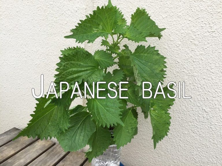   Japanese home garden、　healthiest vegetables、shiso、veggies、 Japanese basil、perilla、Japanese herb、