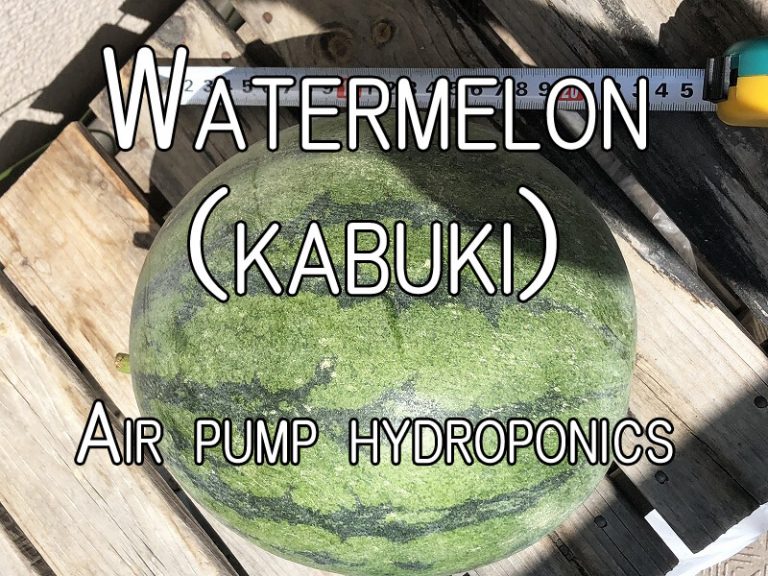  Japanese home garden、　healthiest vegetables、  watermelon、hydroponics、